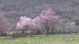 Badem ağaçları çiçek açtı