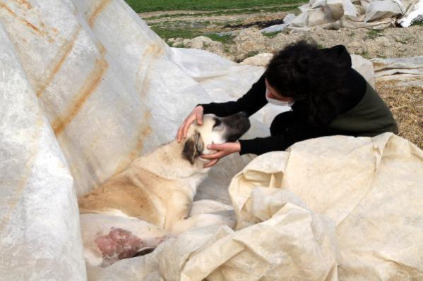 Komşusu, üniversiteli Fatma’nın köpeğini vurdu, ‘Aynısını sana da yaparım’ diye tehdit etti