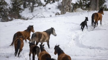 Toroslar’da yabani at popülasyonu artıyor