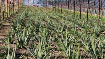 Yüzündeki alerjiyi geçiren aloe veranın üreticisi oldu, şimdi taleplere yetişemiyor