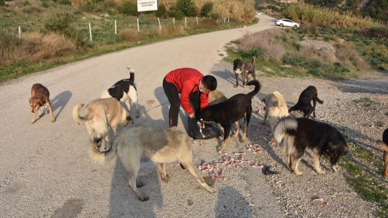 Köpeğinin ölümünden etkilendi, Adana’daki sokak hayvanları için seferber oldu