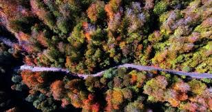 Hatay’da kurulacak “turizm ormanı” için hedef 100 bin ağaç olarak belirlendi