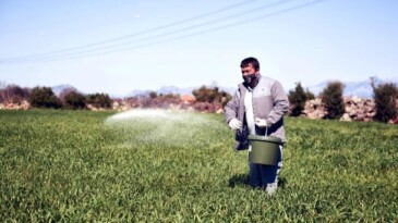 Kepez buğday tarlalarına gözü gibi bakıyor