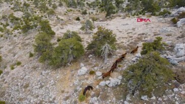 Burdur’da yılkı atları, dronla görüntülendi