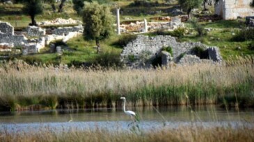 Noel Baba Kuş Cenneti’nde bu yıl 2 flamingo ayrılmadı