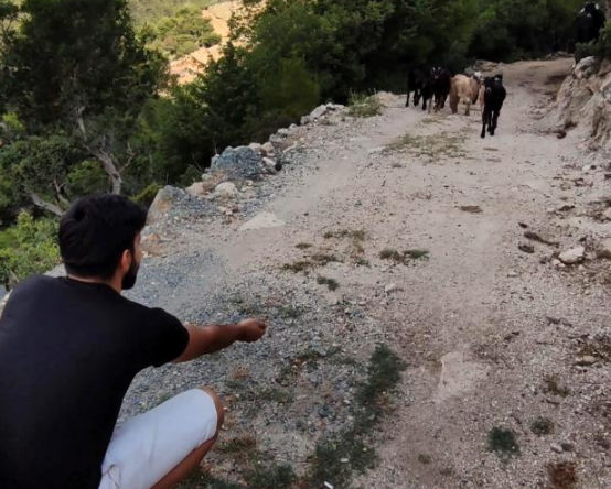 1 haftadır kayıp olan keçiler drone ile bulundu