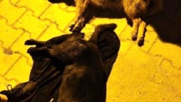 Hatay’da 5 köpeği zehirlediler