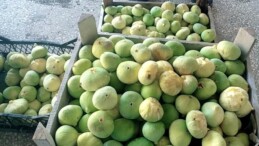 Mersin’de incirin kilosu 20 liradan alıcı buldu