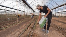 Kumluca’da örtü altı sera üretim sezonu başladı