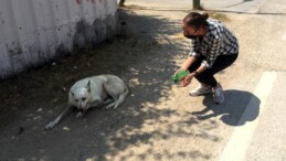 Sokak köpeğinin yaralarını site sakinleri sarıyor