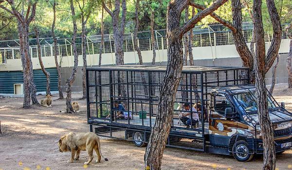 Telli kamyonetle aslan safarisi, hayvanseverleri isyan ettirdi! 20 dakikalık tur için de 100 lira ödüyorlar”