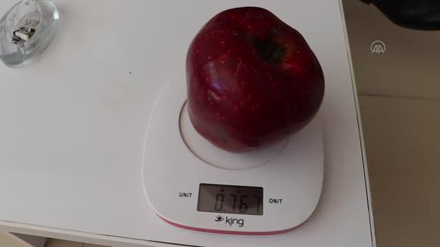Bir bahçede 766 gramlık elma yetişti