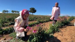 Isparta’da devlet desteği ile dikilen ekinezyalar ilaç ve kozmetik sanayide kullanılıyor