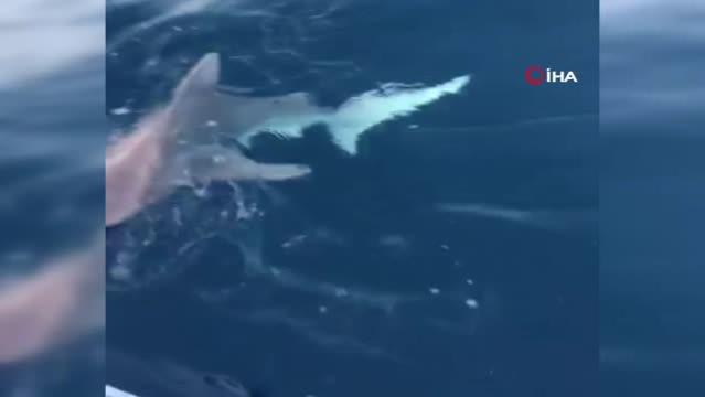 Amatör balıkçı 1,5 metrelik köpek balığı yakaladı