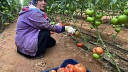 Antalya’daki seralarda domates hasadı başladı