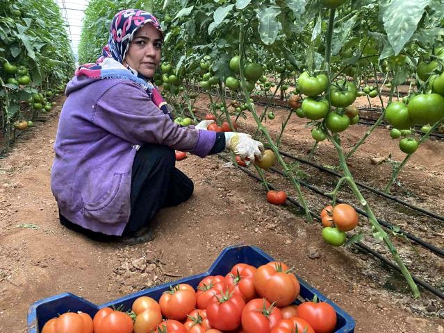 Antalya’daki seralarda domates hasadı başladı