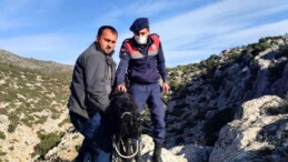Dağda 72 saat mahsur kalan keçileri jandarma kurtardı