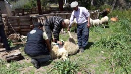 Koyun kırkma işinden günlük 2 bin TL kazanıyor