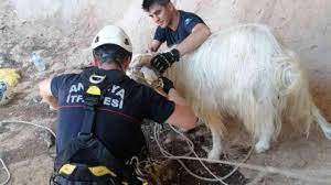 Dağda mahsur kalan keçi 6 saatlik çalışmayla kurtarıldı