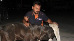 Hatay’da 5 köpek yavrusunun telef edilmiş halde bulunmasıyla ilgili soruşturma sürüyor