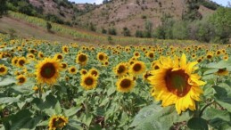 Burdur’da su basan hububat tarlalarına ekilen ayçiçeğiyle çiftçinin yüzü gülecek