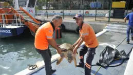 Yaralı Caretta’yı Mersin Büyükşehir Ekipleri Kurtardı