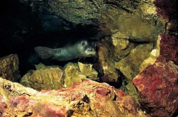 Akdeniz foku yavrularına ‘mağara turu’ tehdidi
