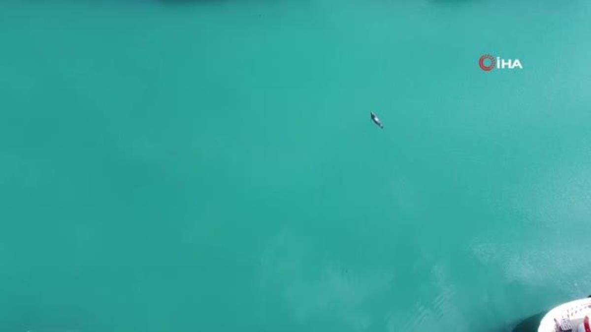 Nesli tükenme tehlikesi altındaki Akdeniz foku Mersin’de görüntülendi