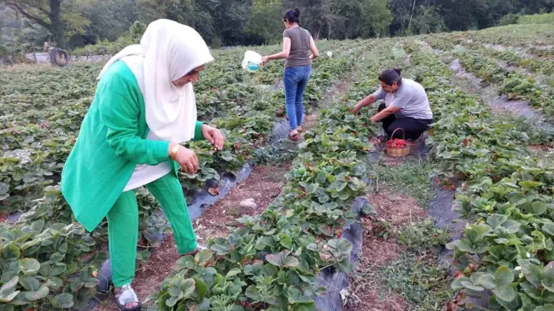 Deprem bölgesi Hatay’da çiftçiler çilek hasadına başladı