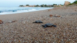 Manavgat’ta Deniz Kaplumbağalarına Yönelik Koruma Çalışmaları Meyvelerini Veriyor