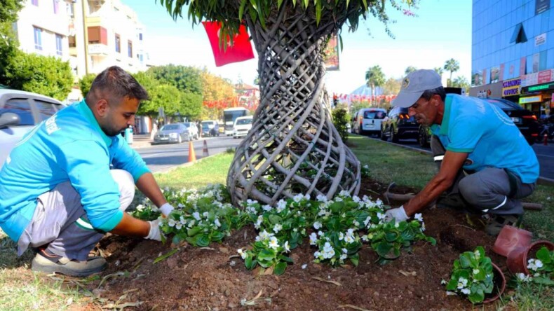 Alanya belediyesi mevsimlik çiçek dikimlerine başladı – Akdeniz Haber, Akdeniz Haberleri, Akdeniz Gündem