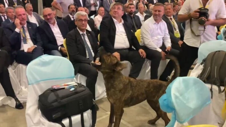 Antalya Fuarında Eğlenceli Anlar: Dronu Kovalamaya Gelen Köpek! – Akdeniz Haber, Akdeniz Haberleri, Akdeniz Gündem