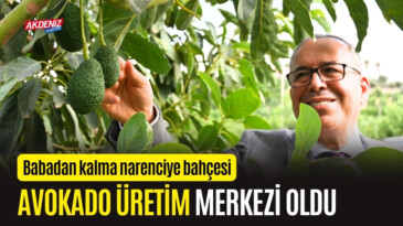 OSMANİYE’DE BABADAN KALMA BAHÇEYİ, AVOKADO ÜRETİM MERKEZİNE DÖNÜŞTÜRDÜ – Akdeniz Haber, Akdeniz Haberleri, Akdeniz Gündem