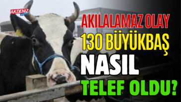 AKILALAMAZ OLAY: 130 BÜYÜKBAŞ NASIL TELEF OLDU? – Akdeniz Haber, Akdeniz Haberleri, Akdeniz Gündem