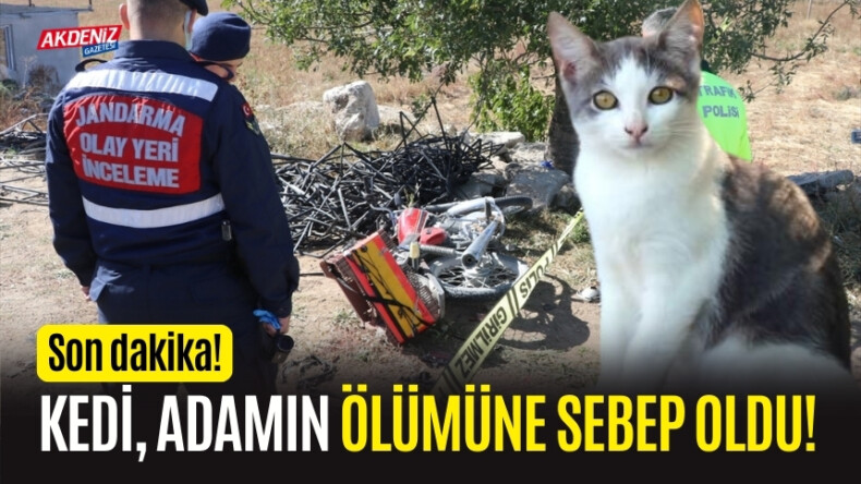 Kedi, adamın ölümüne sebep oldu!