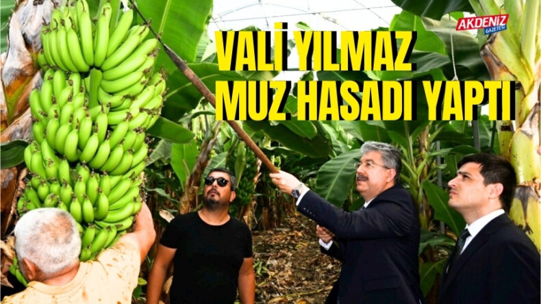 OSMANİYE VALİSİ YILMAZ, MUZ HASADI YAPTI – Akdeniz Haber, Akdeniz Haberleri, Akdeniz Gündem