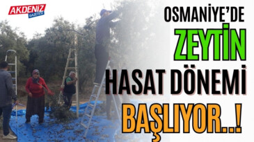 OSMANİYE’DE ZEYTİN HASADI BAŞLADI – Akdeniz Haber, Akdeniz Haberleri, Akdeniz Gündem