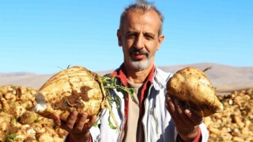 Şeker pancarı hasadı başladı – Akdeniz Haber, Akdeniz Haberleri, Akdeniz Gündem