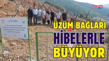 OSMANİYE’DE ÜZÜM BAĞLARI HİBELERLE BÜYÜYOR – Akdeniz Haber, Akdeniz Haberleri, Akdeniz Gündem