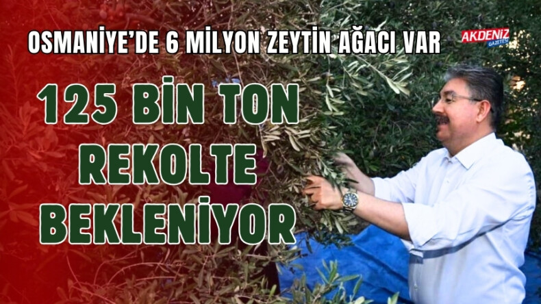 OSMANİYE'DE 6 MİLYON ZEYTİN AĞACINDAN 125 BİN TON REKOLTE BEKLENİYOR