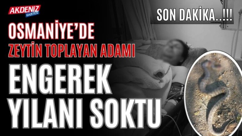 SON DAKİKA! OSMANİYE’DE BİR KİŞİYİ ENGEREK YILANI SOKTU – Akdeniz Haber, Akdeniz Haberleri, Akdeniz Gündem