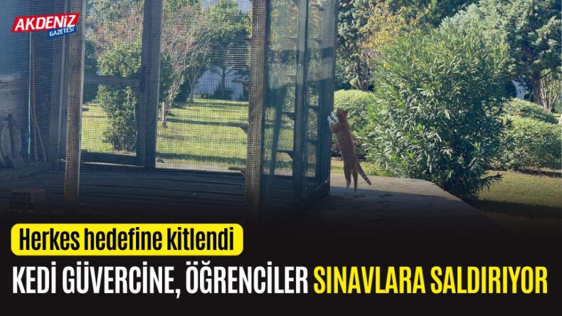 KEDİNİN KAFESİN İÇİNDEKİ GÜVERCİN İÇİN AMANSIZ ÇABASI