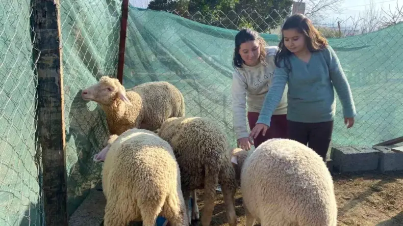 Hürü Melek İren’in Gözyaşları Döktüğü Koyunlarına Düziçi Belediyesi’nden Destek