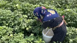 Gönüllülerden Hayvanlar İçin Bamya Projesi