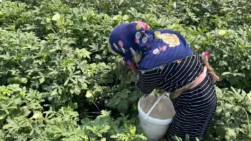 Gönüllülerden Hayvanlar İçin Bamya Projesi