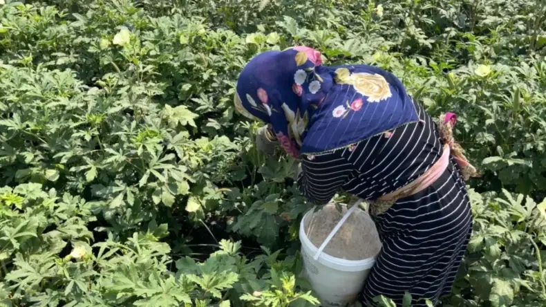 Gönüllülerden Hayvanlar İçin Bamya Projesi