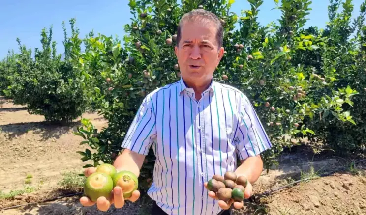 Adana’da Sıcaklık Rekoru ve Narenciye Yangınları