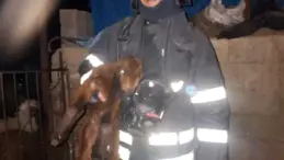 Hatay’da ahırda korkutan yangın