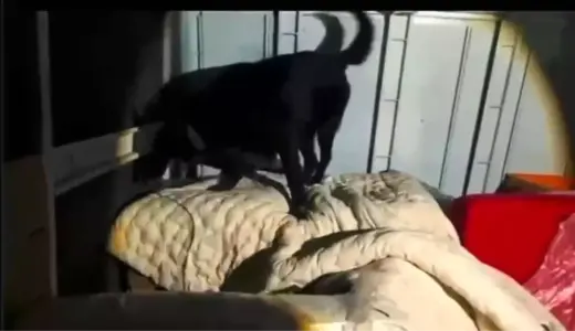 Hatay’da 11 Kilo Skunk Ele Geçirildi