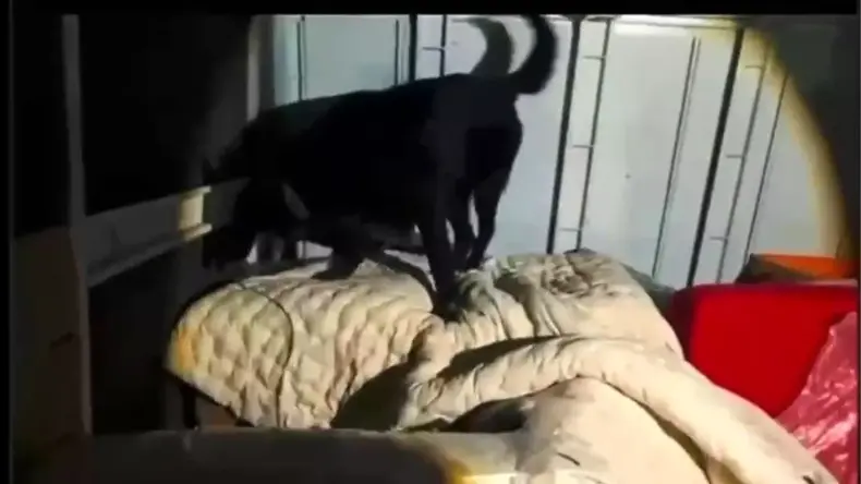 Hatay’da 11 Kilo Skunk Ele Geçirildi